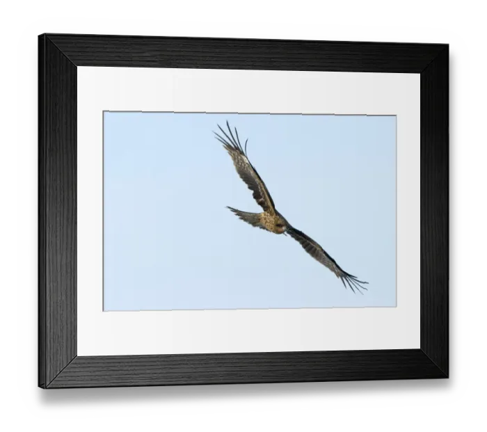 Framed Print : Black Kite (Black-eared) Milvus migrans Hokkaido Japan winter Framed Print : Black Kite (Black-eared) Milvus migrans Hokkaido Japan winter