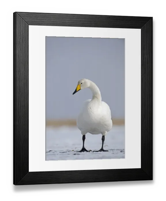 Framed Print : Whooper Swan Cygnus cygnus Hokkaido Japan winter Framed Print : Whooper Swan Cygnus cygnus Hokkaido Japan winter