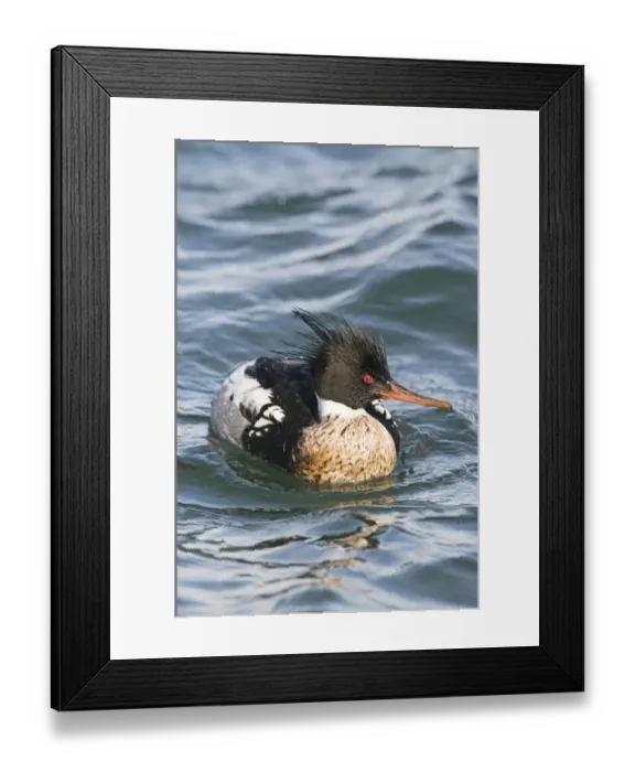 Framed Print : Red-breasted Merganser Mergus serrator male in harbour Hokkaido Japan Framed Print : Red-breasted Merganser Mergus serrator male in harbour Hokkaido Japan