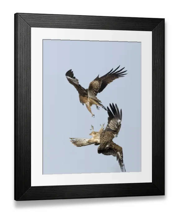 Framed Print : Black Kites (Black-eared) Milvus migrans Hokkaido Japan winter Framed Print : Black Kites (Black-eared) Milvus migrans Hokkaido Japan winter