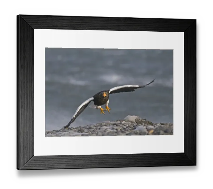 Framed Print : Stellers Eagles Haliaeetus pelagicus Shiretoko Peninsula Hokkaido Japan February Framed Print : Stellers Eagles Haliaeetus pelagicus Shiretoko Peninsula Hokkaido Japan February