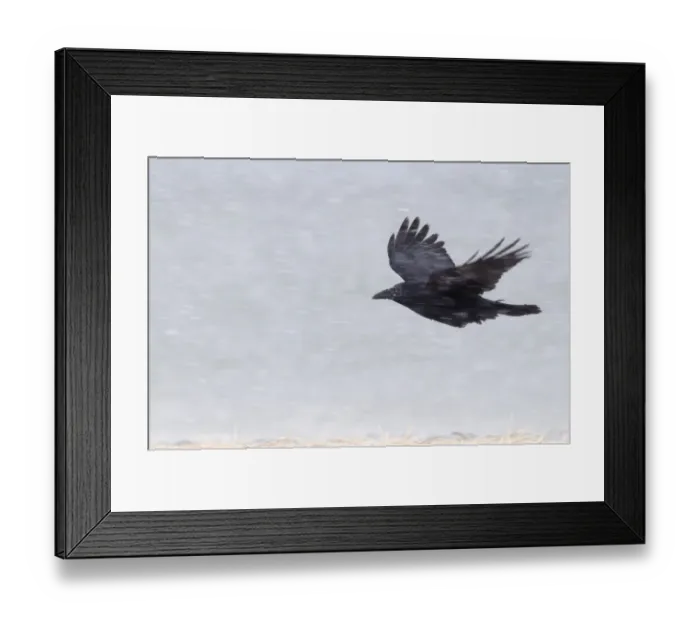 Framed Print : Carrion Crow Corvus corone flying in a blizzard Hokkaido Japan Framed Print : Carrion Crow Corvus corone flying in a blizzard Hokkaido Japan