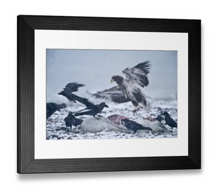 Framed Print : Stellers Eagle Haliaeetus pelagicus immature at a seal carcass along with Jungle Framed Print : Stellers Eagle Haliaeetus pelagicus immature at a seal carcass along with Jungle