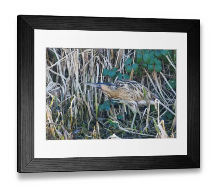 Framed Print : Bittern Botaurus stellaris North Norfolk winter Framed Print : Bittern Botaurus stellaris North Norfolk winter