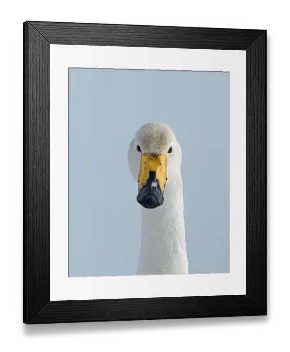 Framed Print : Whooper Swan Cygnus cygnus Hokkaido Japan Framed Print : Whooper Swan Cygnus cygnus Hokkaido Japan