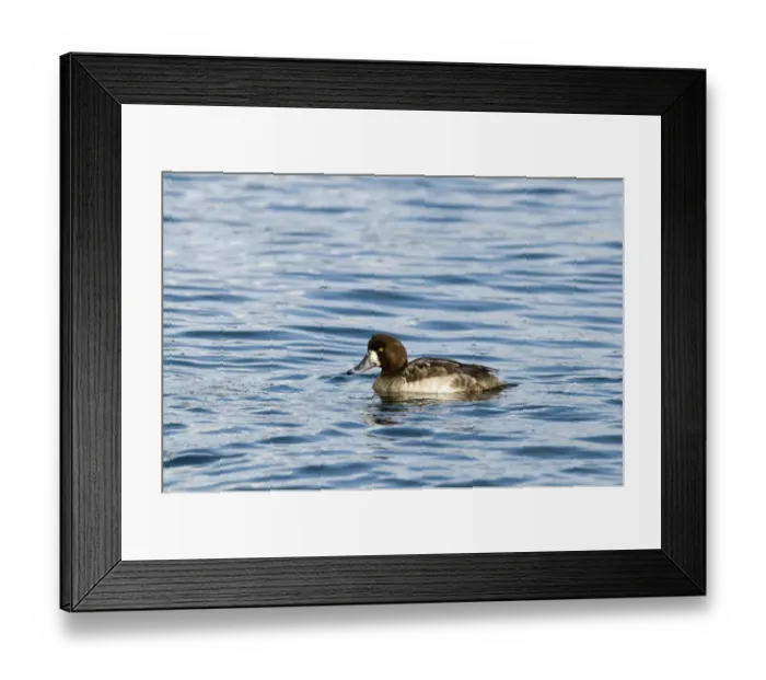 Framed Print : Scaup Aythya marila female winter Hokkaido Japan - diving sequence Framed Print : Scaup Aythya marila female winter Hokkaido Japan - diving sequence
