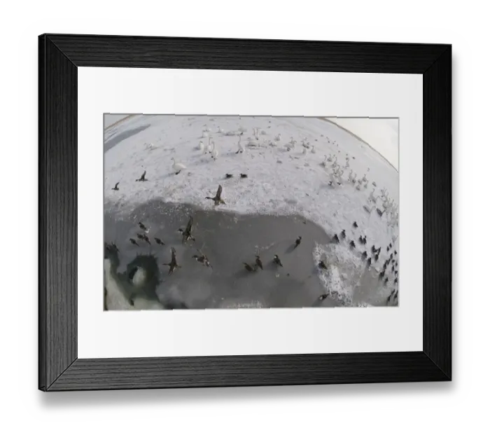 Framed Print : Whooper Swans Cygnus cygnus and Pintails Anas acuta at Odaito Hokkaido Japan winter