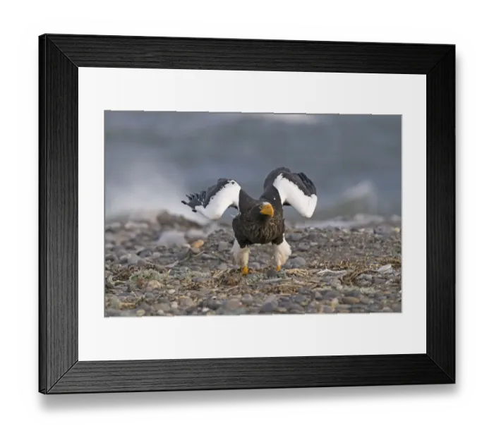 Framed Print : Stellers Eagles Haliaeetus pelagicusatabout to take off Shiretoko Peninsula Hokkaido Framed Print : Stellers Eagles Haliaeetus pelagicusatabout to take off Shiretoko Peninsula Hokkaido