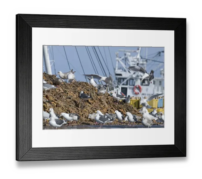 Framed Print : Slaty-backed Gulls Larus schisisogus feeding on dead starfish dumped on quay from Framed Print : Slaty-backed Gulls Larus schisisogus feeding on dead starfish dumped on quay from