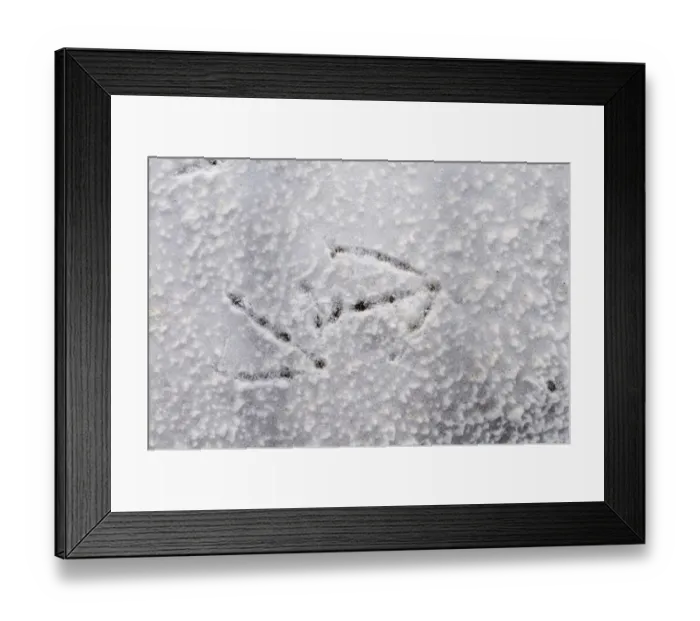 Framed Print : Whooper Swan Cygnus cygnus footprints in snow UK winter Framed Print : Whooper Swan Cygnus cygnus footprints in snow UK winter