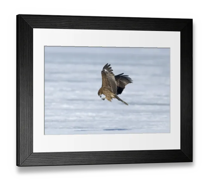 Framed Print : Black Kites (Black-eared) Milvus migrans Hokkaido Japan winter Framed Print : Black Kites (Black-eared) Milvus migrans Hokkaido Japan winter