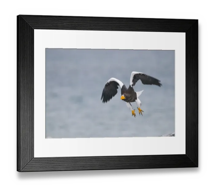 Framed Print : Stellers Eagles Haliaeetus pelagicus Shiretoko Peninsula Hokkaido Japan February Framed Print : Stellers Eagles Haliaeetus pelagicus Shiretoko Peninsula Hokkaido Japan February