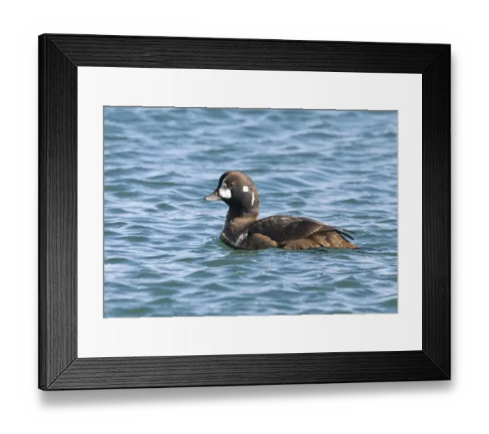 Framed Print : Harlequin Duck Histrionicus histrionicus eclipse male January Hokkaido Japan Framed Print : Harlequin Duck Histrionicus histrionicus eclipse male January Hokkaido Japan