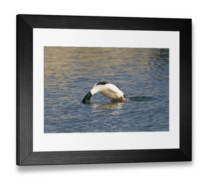 Framed Print : Goosander Mergus merganser male diving Hokkaido Japan winter Framed Print : Goosander Mergus merganser male diving Hokkaido Japan winter