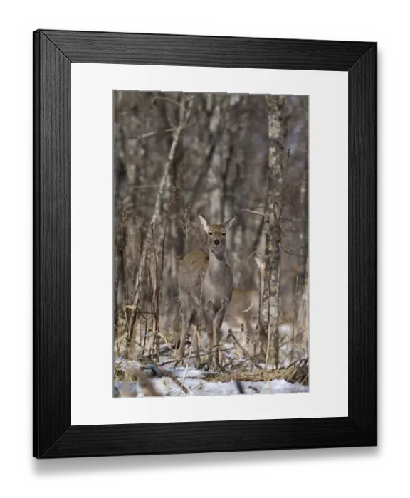 Framed Print : Sika Deer Cervus nippon Hokkaido Japan winter Framed Print : Sika Deer Cervus nippon Hokkaido Japan winter