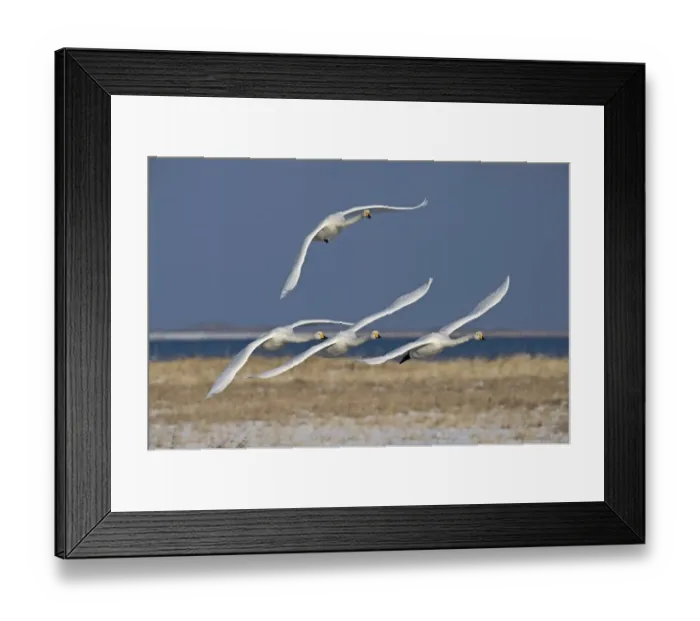 Framed Print : Whooper Swans Cygnus cygnus Hokkaido Japan Framed Print : Whooper Swans Cygnus cygnus Hokkaido Japan
