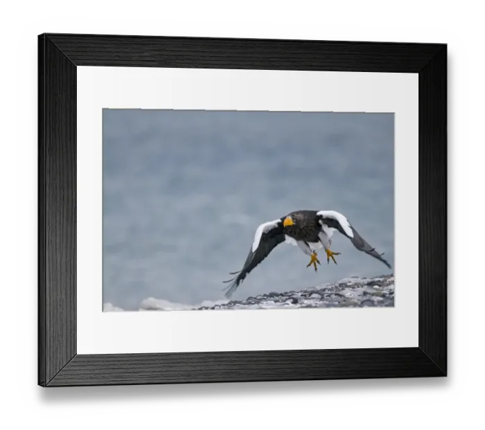 Framed Print : Stellers Eagles Haliaeetus pelagicus Shiretoko Peninsula Hokkaido Japan February Framed Print : Stellers Eagles Haliaeetus pelagicus Shiretoko Peninsula Hokkaido Japan February