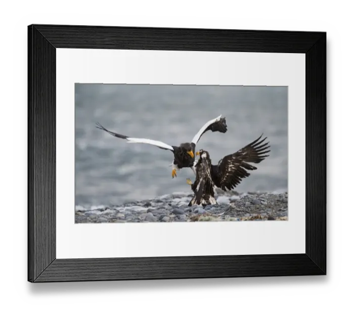 Framed Print : Stellers Eagles Haliaeetus pelagicus adult and immature fighting over carcass Shiretoko Framed Print : Stellers Eagles Haliaeetus pelagicus adult and immature fighting over carcass Shiretoko