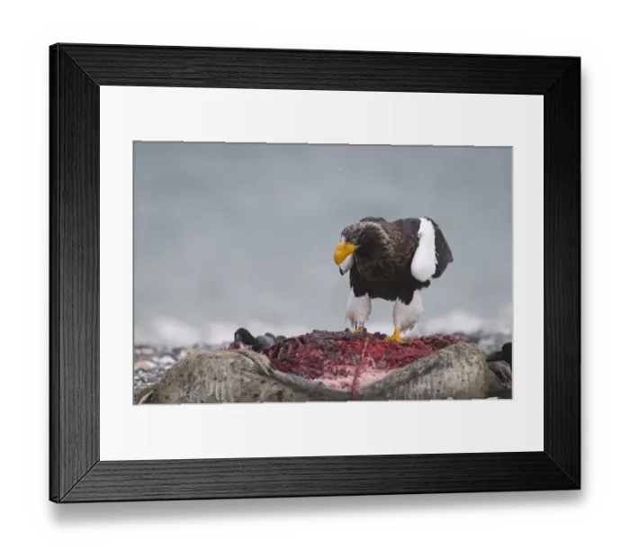 Framed Print : Stellers Eagles Haliaeetus pelagicusat feeding on dead seal Shiretoko Peninsula Framed Print : Stellers Eagles Haliaeetus pelagicusat feeding on dead seal Shiretoko Peninsula