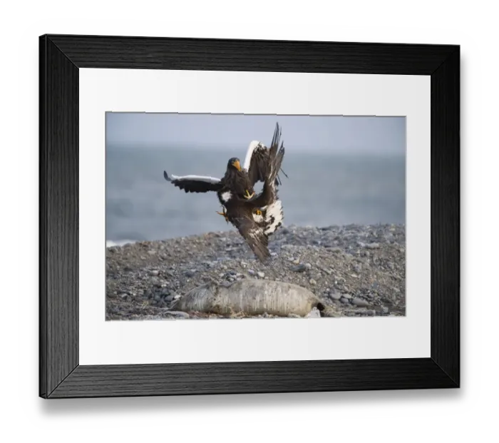Framed Print : Stellers Eagles Haliaeetus pelagicus adult and immature fighting over carcass Shiretoko Framed Print : Stellers Eagles Haliaeetus pelagicus adult and immature fighting over carcass Shiretoko