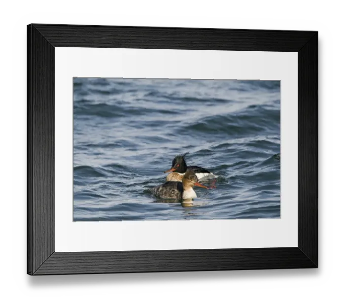 Framed Print : Red-breasted Merganser Mergus serrator pair in harbour Hokkaido Japan Framed Print : Red-breasted Merganser Mergus serrator pair in harbour Hokkaido Japan