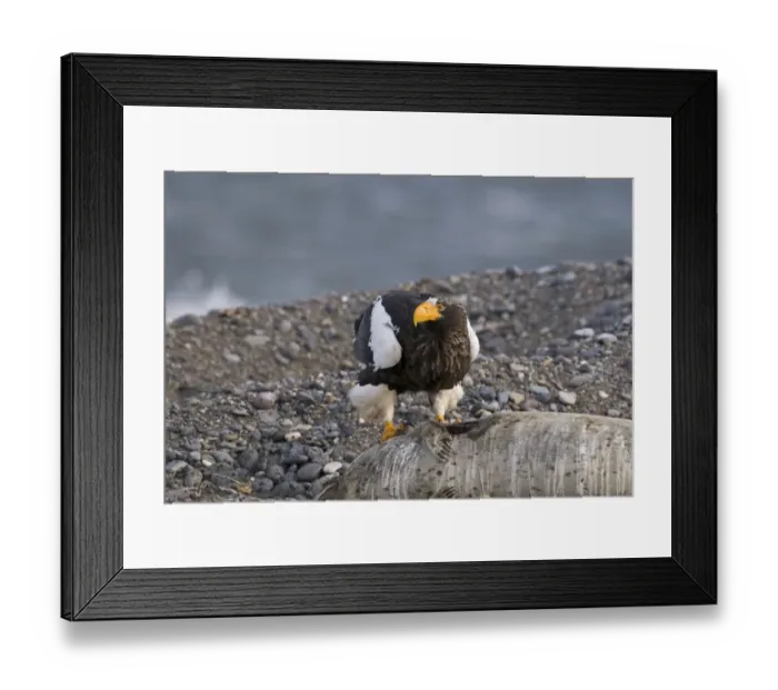 Framed Print : Stellers Eagles Haliaeetus pelagicusat feeding on dead seal Shiretoko Peninsula