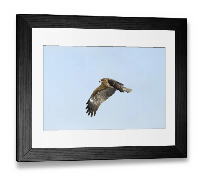 Framed Print : Black Kites (Black-eared) Milvus migrans Hokkaido Japan winter Framed Print : Black Kites (Black-eared) Milvus migrans Hokkaido Japan winter