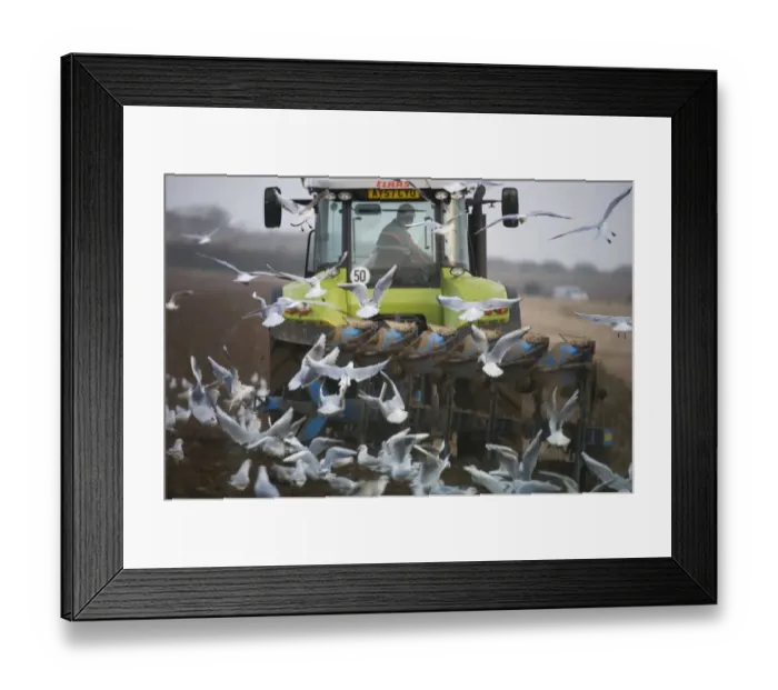 Framed Print : Black-headed Gulls feeding behind a plough North Norfolk January Framed Print : Black-headed Gulls feeding behind a plough North Norfolk January
