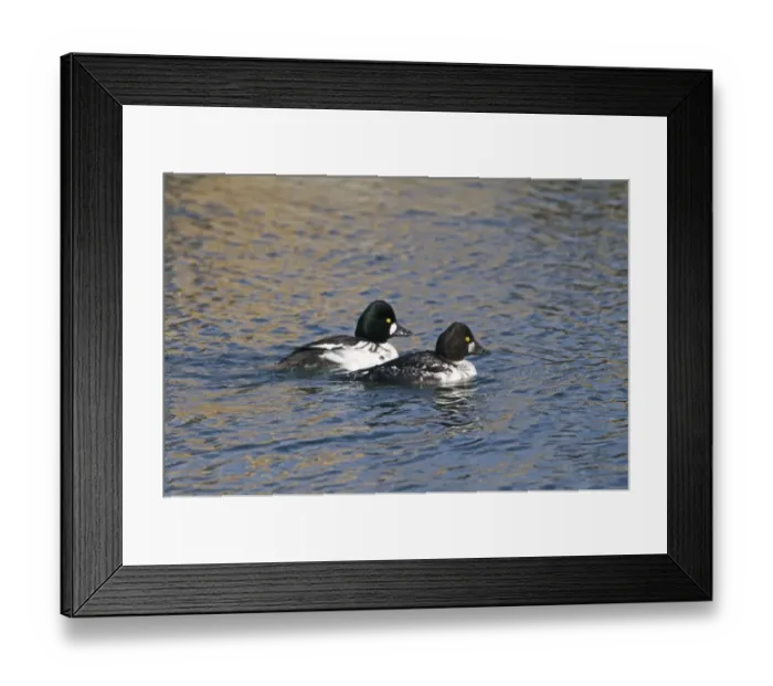 Framed Print : Goldeneye Bucephala clangula male and immature male Hokkaido Japan Framed Print : Goldeneye Bucephala clangula male and immature male Hokkaido Japan