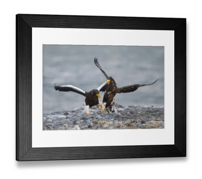 Framed Print : Stellers Eagles Haliaeetus pelagicus adult and immature fighting over carcass Shiretoko Framed Print : Stellers Eagles Haliaeetus pelagicus adult and immature fighting over carcass Shiretoko
