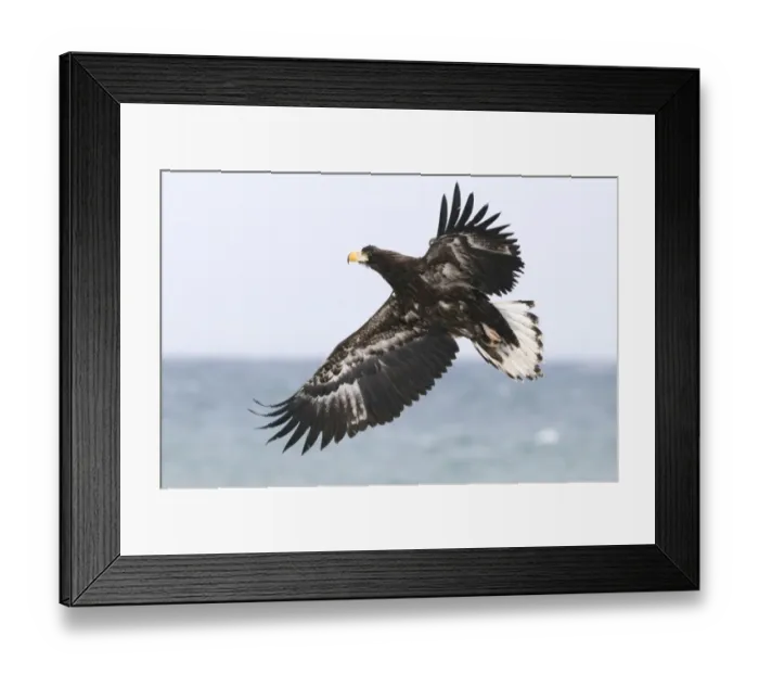 Framed Print : Stellers Eagles Haliaeetus pelagicus immature Shiretoko Peninsula Hokkaido Japan Framed Print : Stellers Eagles Haliaeetus pelagicus immature Shiretoko Peninsula Hokkaido Japan