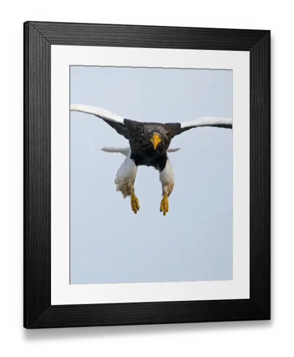 Framed Print : Stellers Eagles Haliaeetus pelagicus Shiretoko Peninsula Hokkaido Japan February Framed Print : Stellers Eagles Haliaeetus pelagicus Shiretoko Peninsula Hokkaido Japan February