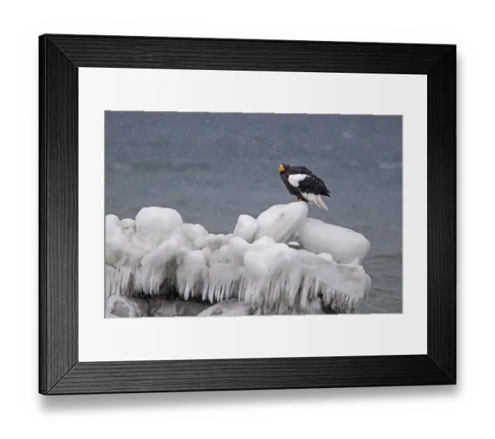 Framed Print : Stellers Eagles Haliaeetus pelagicus Shiretoko Peninsula Hokkaido Japan February