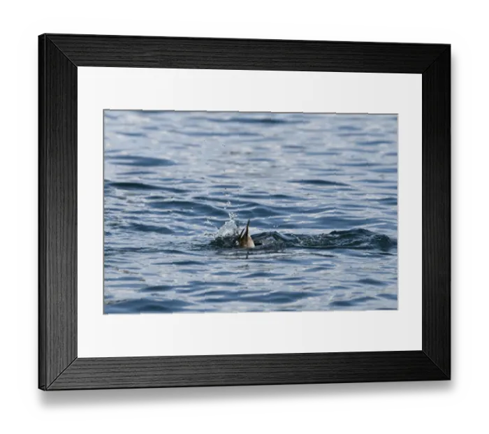 Framed Print : Scaup Aythya marila female winter Hokkaido Japan - diving sequence Framed Print : Scaup Aythya marila female winter Hokkaido Japan - diving sequence