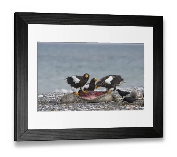 Framed Print : Stellers Eagles Haliaeetus pelagicusat feeding on dead seal Shiretoko Peninsula Framed Print : Stellers Eagles Haliaeetus pelagicusat feeding on dead seal Shiretoko Peninsula