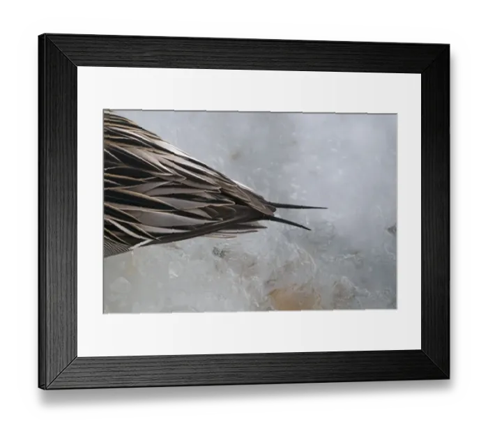 Framed Print : Tail of a Pintail Anas acuta UK winter Framed Print : Tail of a Pintail Anas acuta UK winter