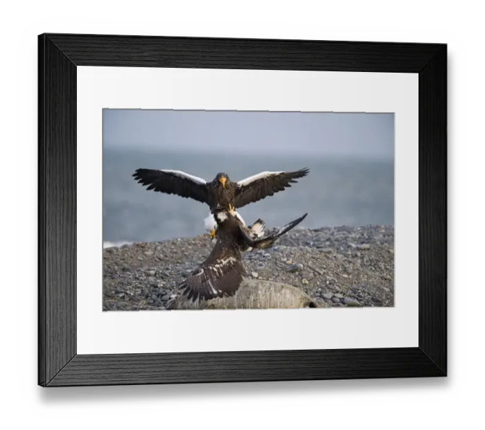 Framed Print : Stellers Eagles Haliaeetus pelagicus adult and immature fighting over carcass Shiretoko Framed Print : Stellers Eagles Haliaeetus pelagicus adult and immature fighting over carcass Shiretoko