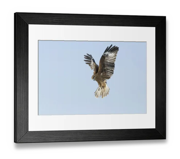 Framed Print : Black Kites (Black-eared) Milvus migrans Hokkaido Japan winter Framed Print : Black Kites (Black-eared) Milvus migrans Hokkaido Japan winter