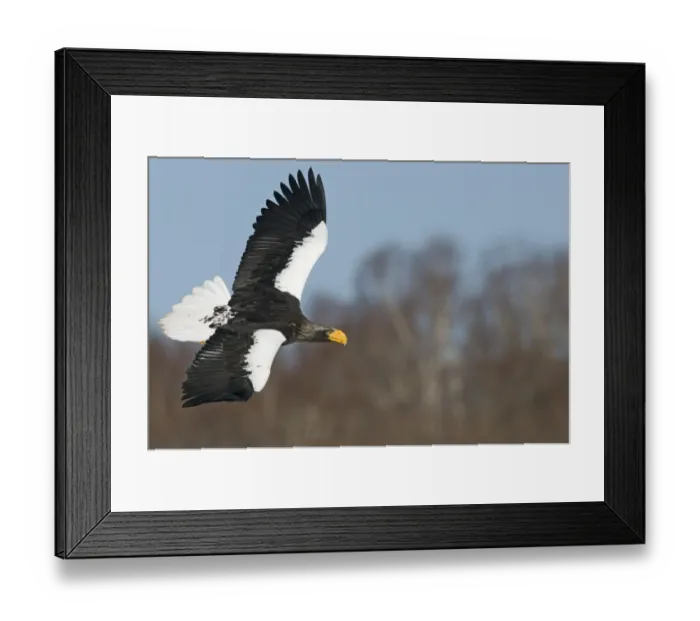 Framed Print : Stellers Eagles Haliaeetus pelagicusLake Fuhren Hokkaido Japan February Framed Print : Stellers Eagles Haliaeetus pelagicusLake Fuhren Hokkaido Japan February