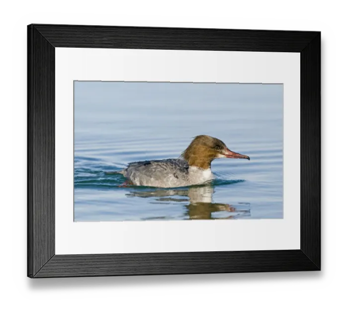 Framed Print : Goosander Mergus merganser female Hokkaido Japan winter Framed Print : Goosander Mergus merganser female Hokkaido Japan winter