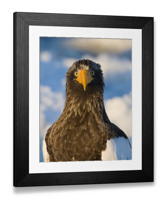 Framed Print : Stellers Eagle Haliaeetus pelagicus Nemuro Channel Hokkaido Japan February Framed Print : Stellers Eagle Haliaeetus pelagicus Nemuro Channel Hokkaido Japan February