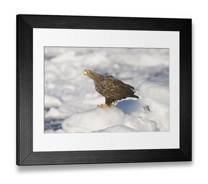 Framed Print : White-tailed Eagle (Sea Eagle) Haliaeetus albicilla adult calling on ice floe Nemuro Framed Print : White-tailed Eagle (Sea Eagle) Haliaeetus albicilla adult calling on ice floe Nemuro
