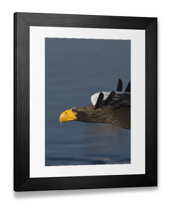 Framed Print : Stellers Eagles Haliaeetus pelagicus on sea ice in Nemuro Channel off Rausu Hokkaido Framed Print : Stellers Eagles Haliaeetus pelagicus on sea ice in Nemuro Channel off Rausu Hokkaido