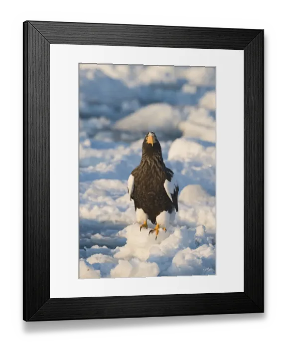 Framed Print : Stellers Eagles Haliaeetus pelagicus out on sea ice off Rausu on Shiretoko Peninsula Framed Print : Stellers Eagles Haliaeetus pelagicus out on sea ice off Rausu on Shiretoko Peninsula