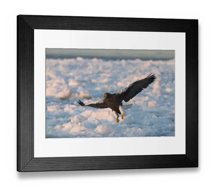 Framed Print : Stellers Eagles Haliaeetus pelagicus Shiretoko Peninsula Hokkaido Japan February