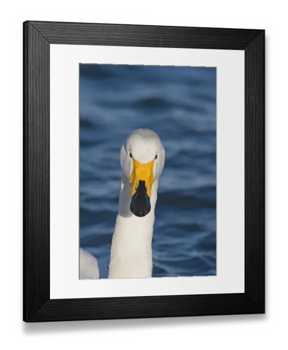 Framed Print : Whooper Swan Cygnus cygnus Hokkaido Japan winter Framed Print : Whooper Swan Cygnus cygnus Hokkaido Japan winter