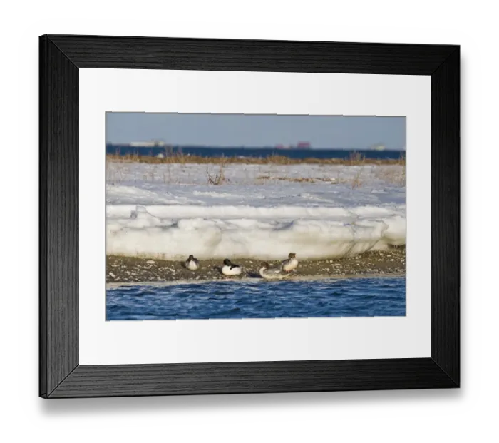 Framed Print : Goosander Mergus merganser group resting on seashore Hokkaido Japan winter Framed Print : Goosander Mergus merganser group resting on seashore Hokkaido Japan winter