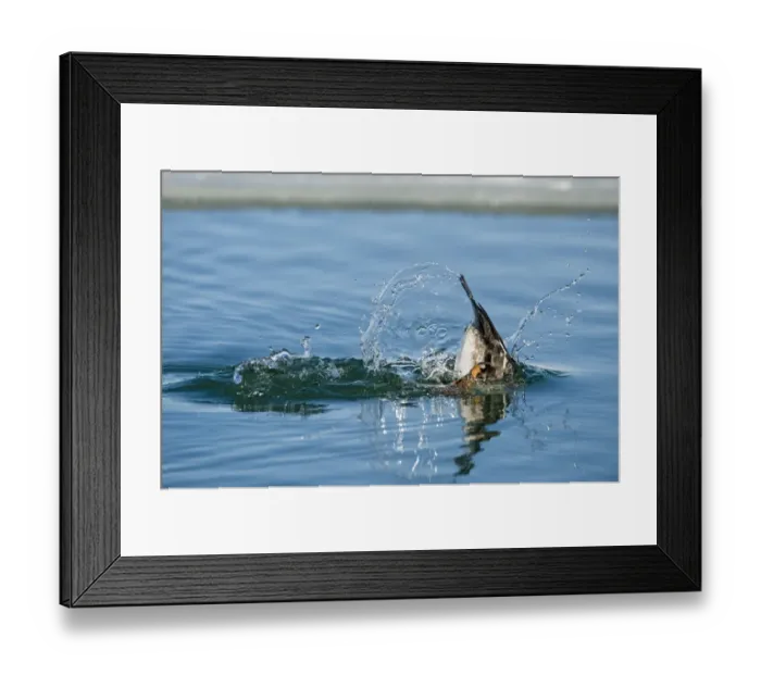 Framed Print : Goldeneye diving sequence Framed Print : Goldeneye diving sequence