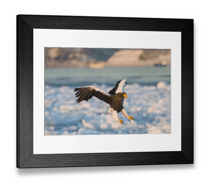 Framed Print : Stellers Eagles Haliaeetus pelagicus Shiretoko Peninsula Hokkaido Japan February Framed Print : Stellers Eagles Haliaeetus pelagicus Shiretoko Peninsula Hokkaido Japan February
