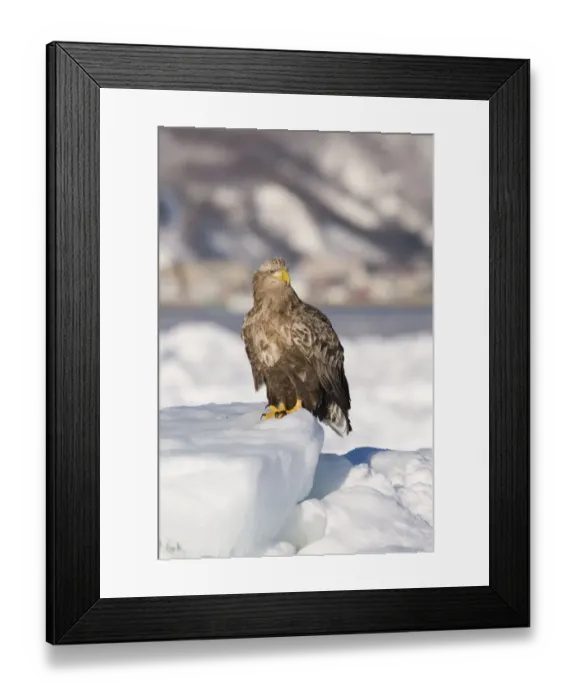 Framed Print : White-tailed Eagle (Sea Eagle) Haliaeetus albicilla adult on ice floe Nemuro Channel Framed Print : White-tailed Eagle (Sea Eagle) Haliaeetus albicilla adult on ice floe Nemuro Channel